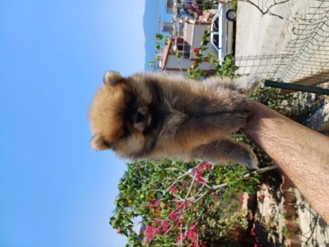 Pomeranian yavrular