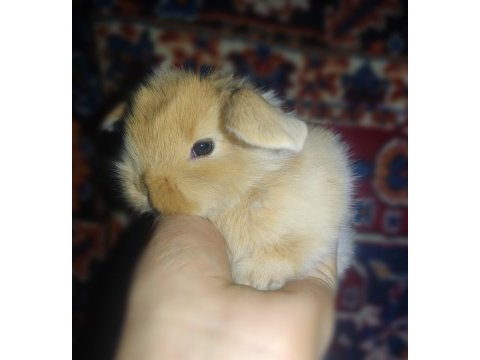 Hollanda lop tavşanı