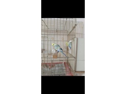 Kaliteli muhabbet kuşu eş perçemli erkek
