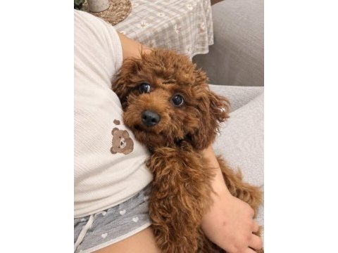 7 aylık dişi aşıları tam köpeğimiz