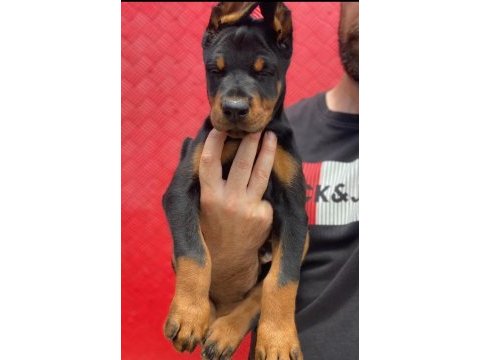 Üst kalite a şecereli yavrular european doberman king