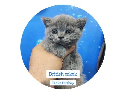 British shorthair bebekler