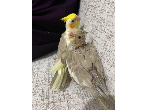 Bebek sultan papağanları