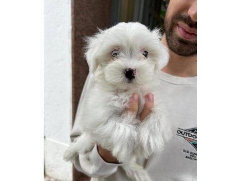 Maltese köpeği yavruları