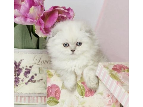Eşsiz güzellikte scottish fold yavrularımız 
