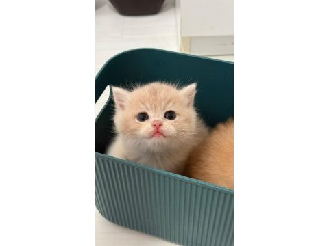 British shorthair ny ay bebekler