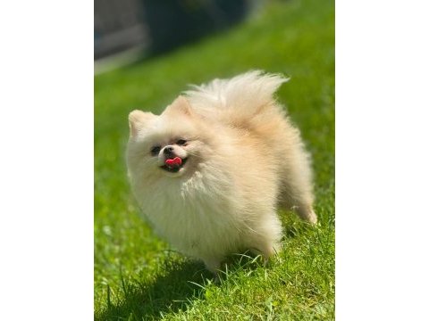 Sağlık ve ırk garantili pomeranian