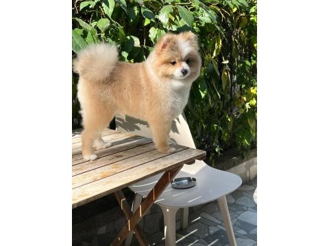 Pomerian boo erkek