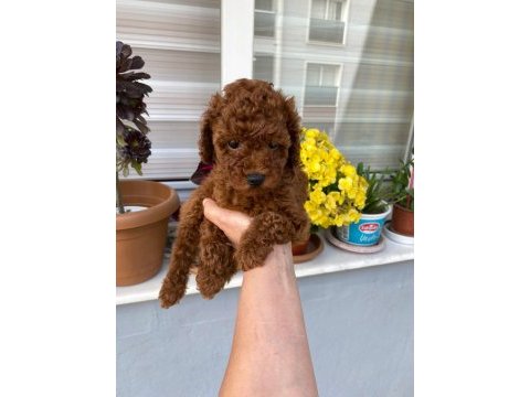 Tüy dökmeyen aşılı ve pet eğitimli poodle yavrum