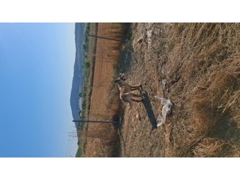 Çok adamcı belçika kurdu
