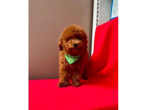 0 numara toy poodle yavrularımız