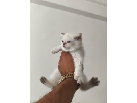 2 aylık yavru kedilerimiz sahiplendirilecektir