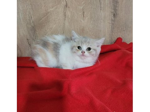 Şirin british shorthair yavrular