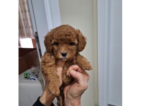 Kocaelide poodle dişi bebekler
