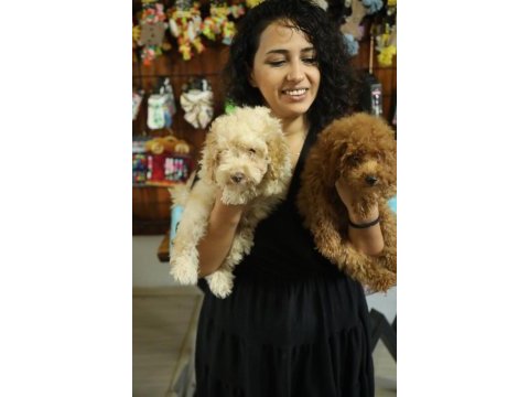 Toy poodle (red- apricot) antialerjik, korkusuz, çok zeki