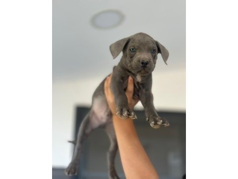 Yavru aslan cane corso