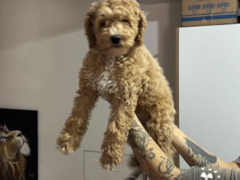En güzel wc eğitimli maltipoo yavrularımız