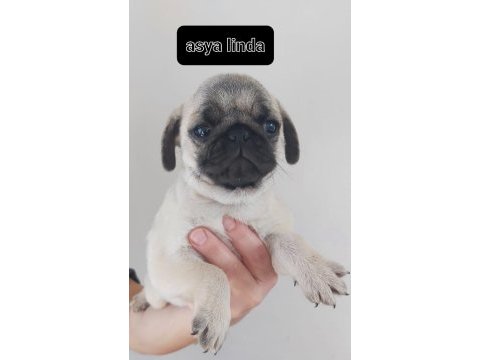 Pug mops bebekleri