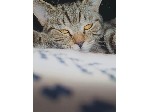 Kedim ücretsiz sahiblendirlecek