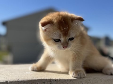Ankarada ziyarete açık golden scottish fold yavrumuz