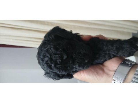 Orta boy poodle