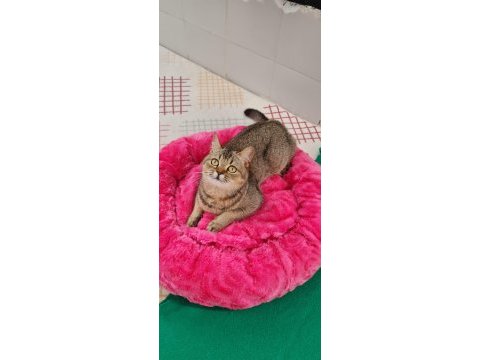 Golden british shorthair