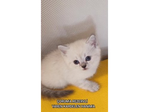 Biritish 2 aylık yavrularımız