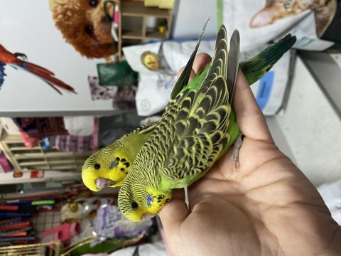 Ele omuza alıştırmalık yavrularımız 