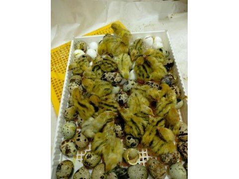 Xxl jumbo bıldırcın