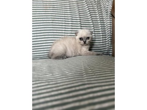Küçük scottish fold prenses