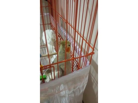 Uyguna iki sultan papağanı bir kafes