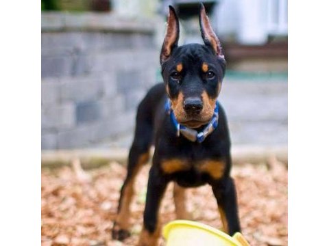Doberman bebekler kapınıza kadar teslim ediyoruz
