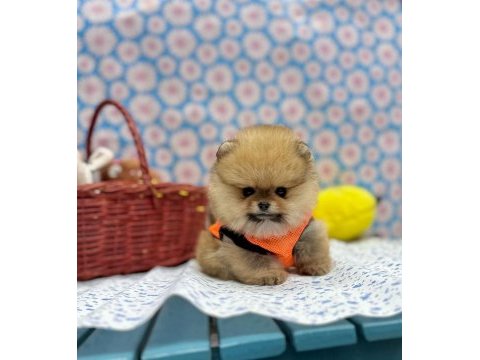 Safkan pomeranian boo yavrularımız
