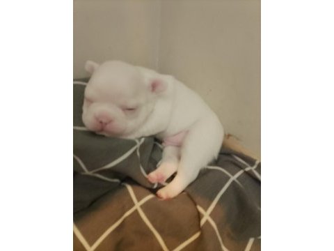 6 ayrı renk çeşitlerinde french bulldog kardeşler