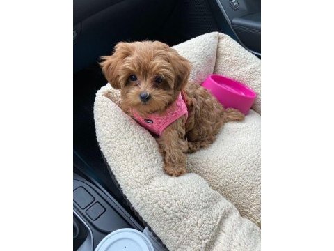 Minyatür maltipoo yavrumuz