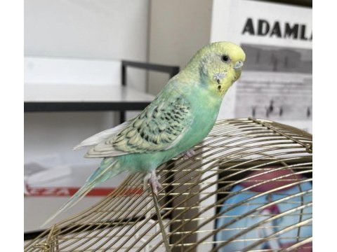 Sahibinden dişi muhabbet kuşu