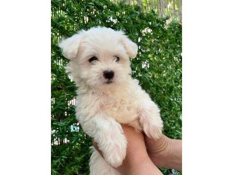 Maltipoo bebekler