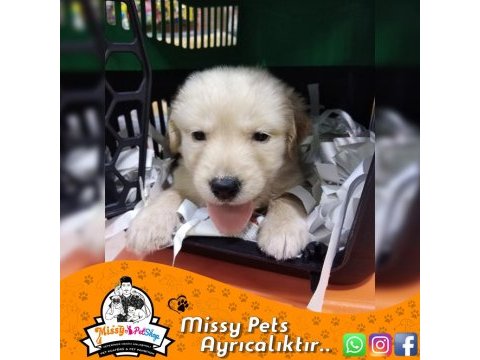 Golden retriever (baby face)