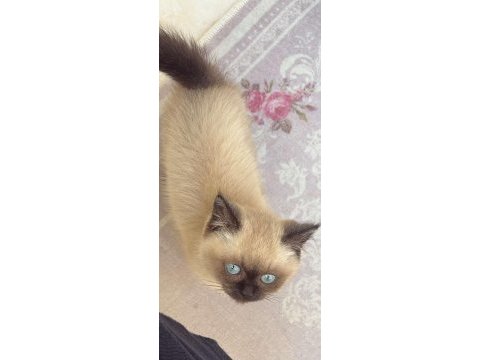 Dişi çok oyuncu kedimiz