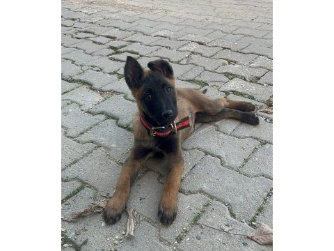 Belçika kurdumuz sağlıklı