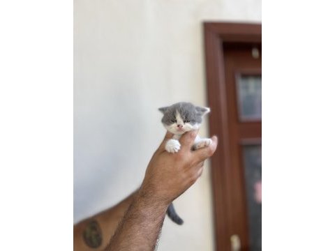 Irk ve sağlık garanti belgeli british shorthair yavruları