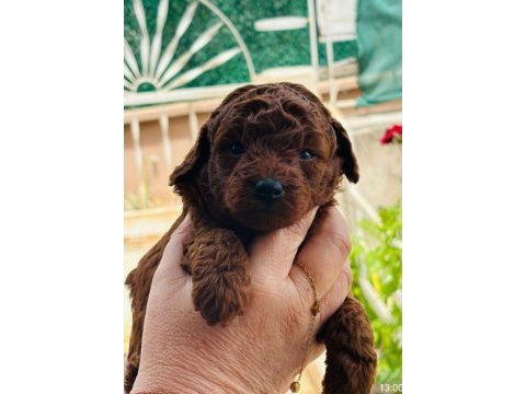 Irk ve boy garantili toy poodle