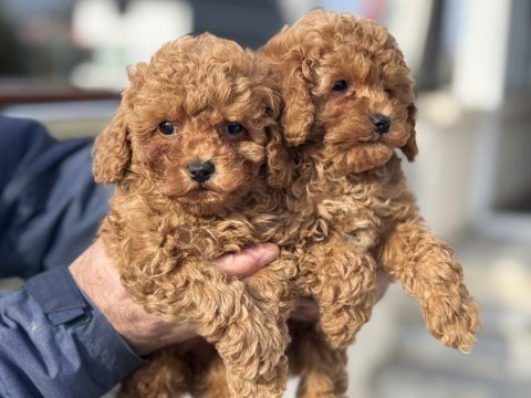 Ankaranın en seçkin toy poodle yavruları