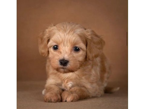 Teacup maltipoo bebekler