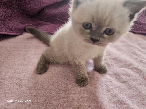 2.5 aylık yavru dişi british shorthair