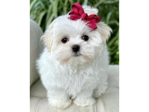 Maltese puppies 1 kg