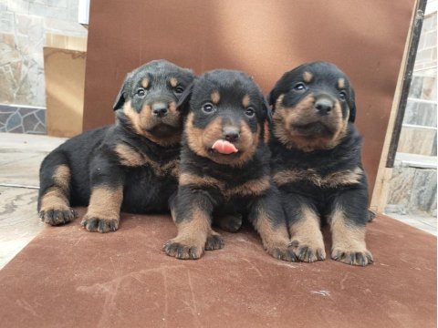 A klas kalite rottweiler yavruları