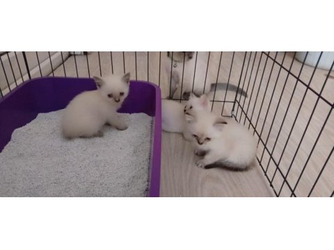 British shorthair blue point yavrular