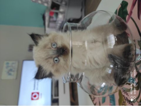Blue point cinsi british shorthair acil sahiplendirmem lazım