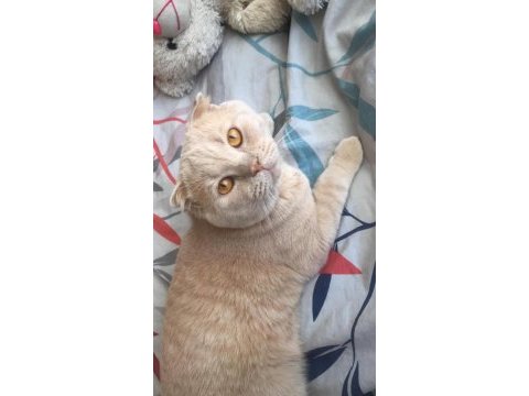 13 aylık erkek safkan ırk